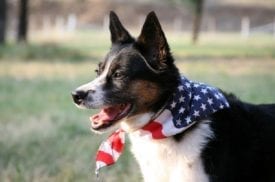 Emotional Support Animal and Service Dog