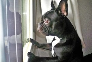 Carrie Fisher Emotional Support Animal Gary the Dog