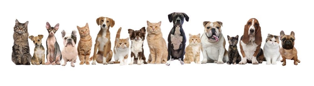 emotional support animals ESA Therapy Dog Service Dog