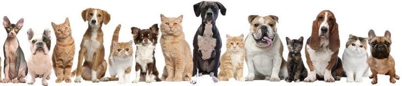 emotional support animals ESA Therapy Dog Service Dog