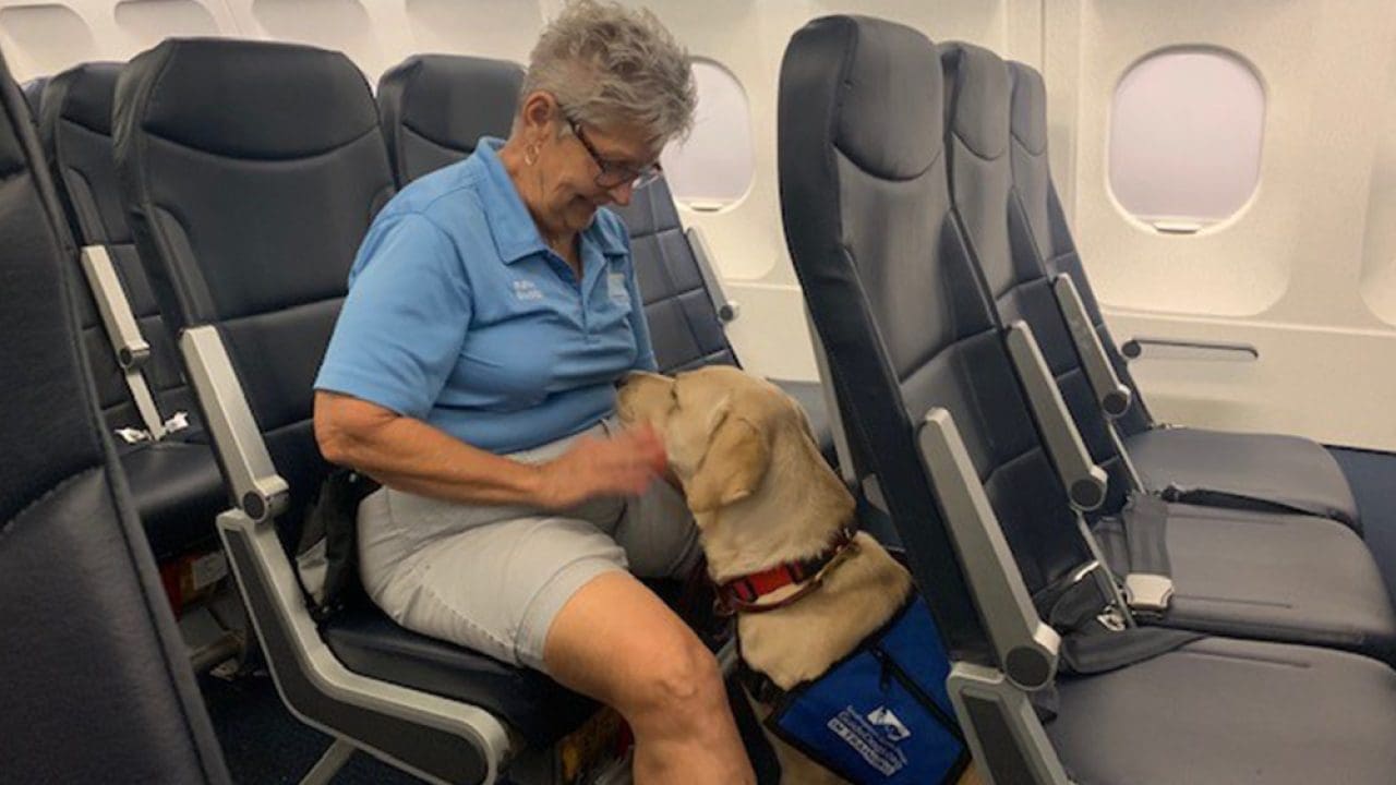 Traveler with service dog.