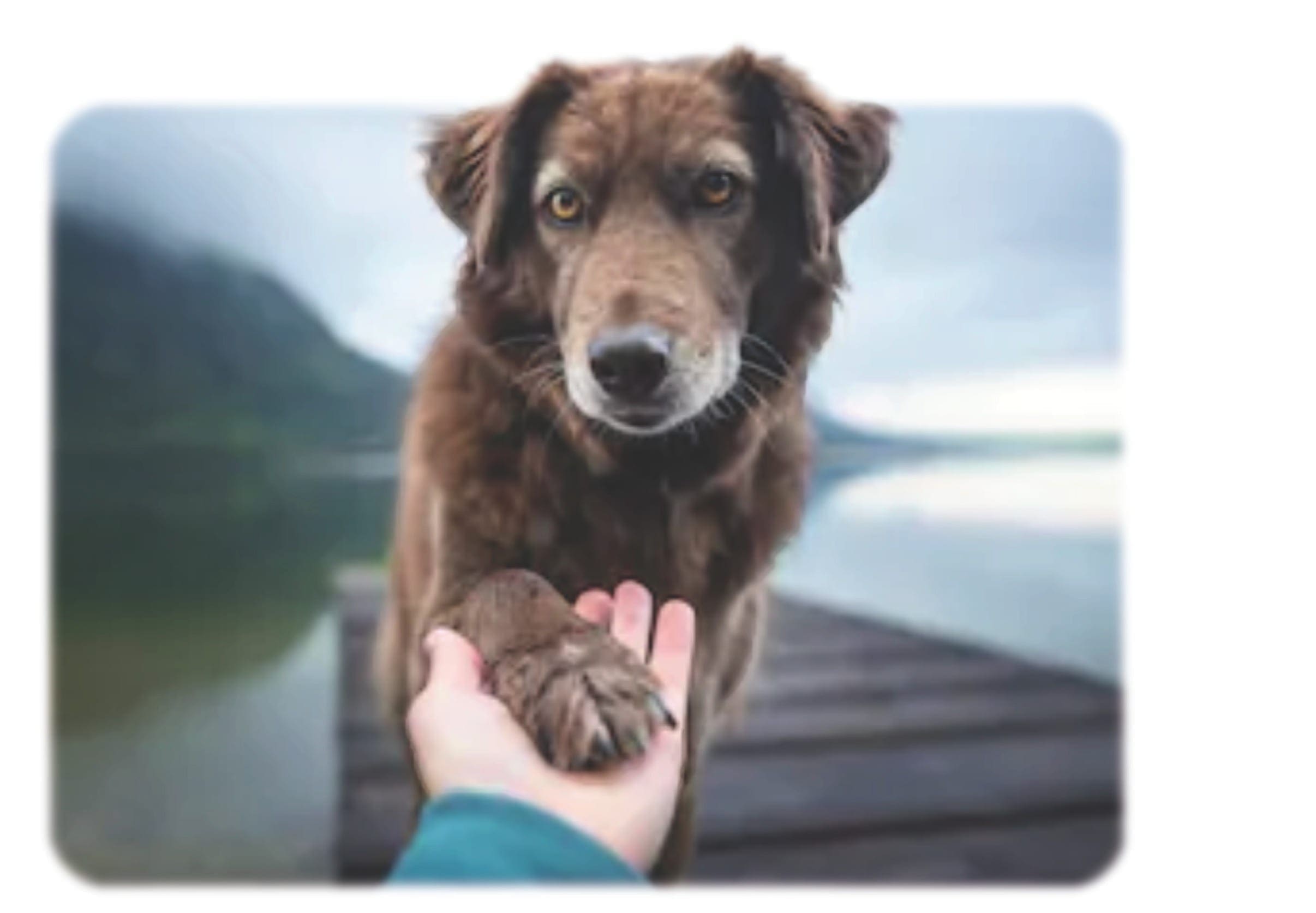Photo of a trained service dog assisting a handler.