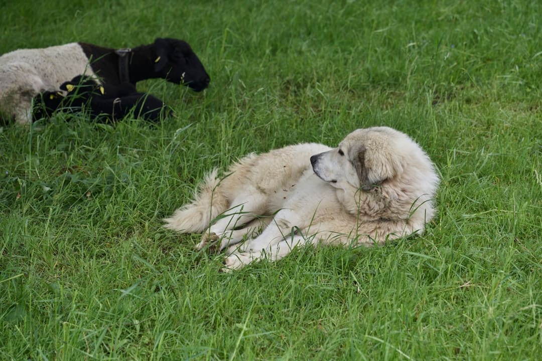 service dog public access — A dog and a sheep are laying in the grass