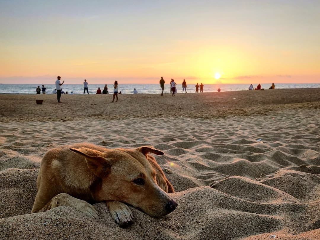 support animals depression — short-coated tan dog lying on seashore near people during daytime