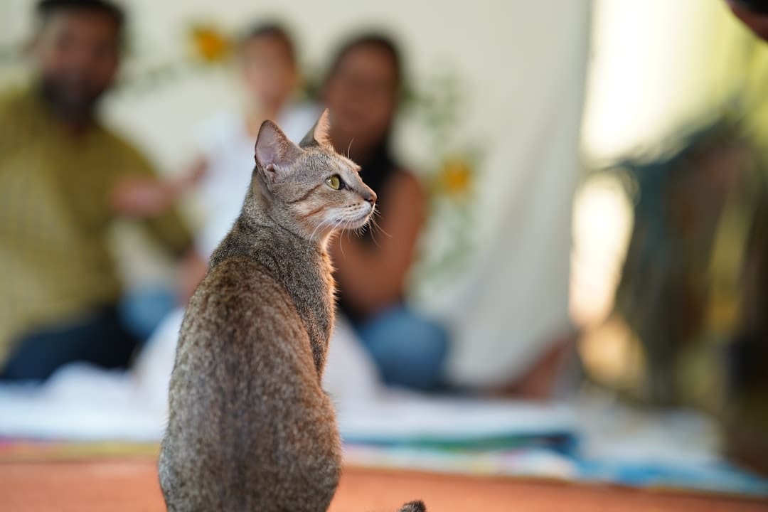 support animals depression — A cat sitting on a table looking up at a person
