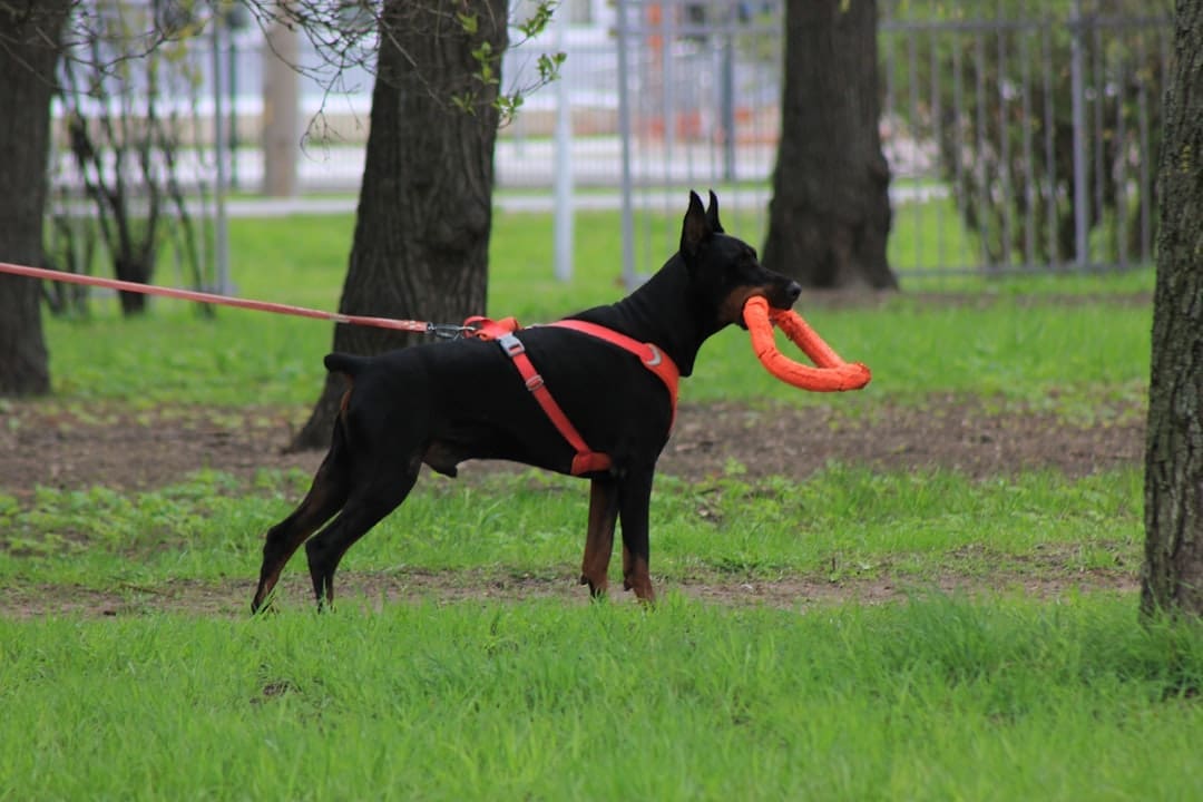 A doberman holds a toy in its mouth.