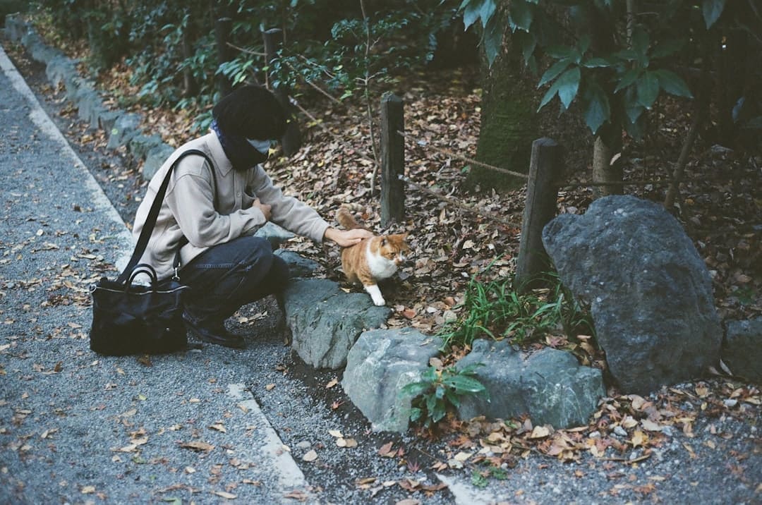 Person petting an orange cat outdoors near rocks and rocks