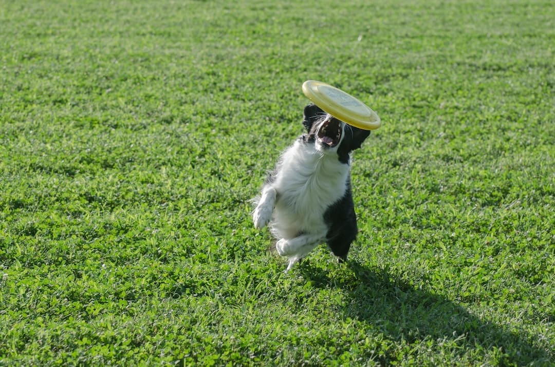 black and white short coated dog playing with white and green plastic toy on green grass