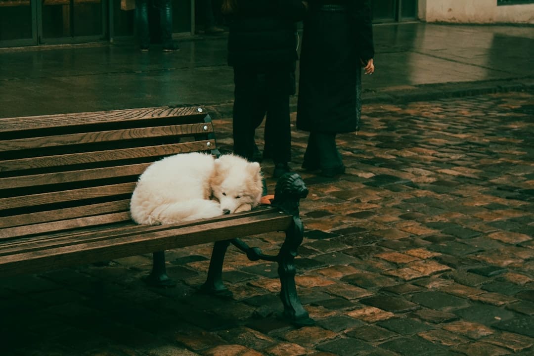 support animal species — a small white dog sleeping on a wooden bench