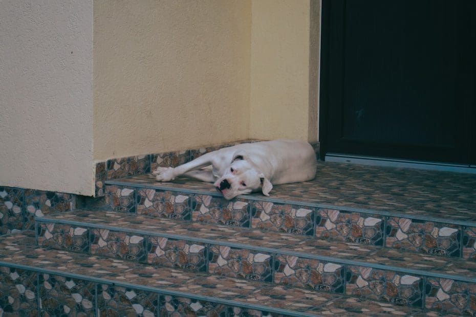 support animal species — Support Animal Species: 5 Myths About Dogs-Only Requirements Debunked