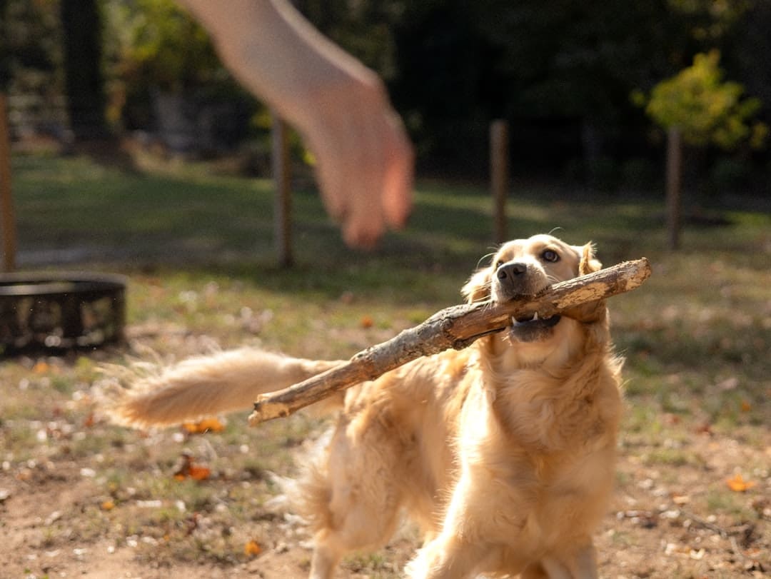 therapy dog service dog support animal — Dog holds a stick while a hand reaches out.