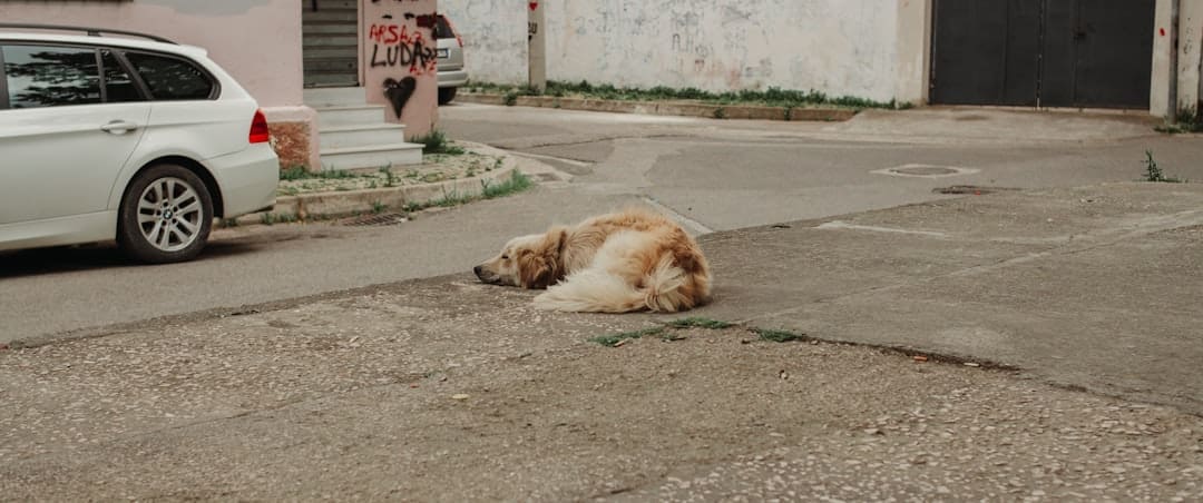 service dog public access — A dog is sleeping on the street.