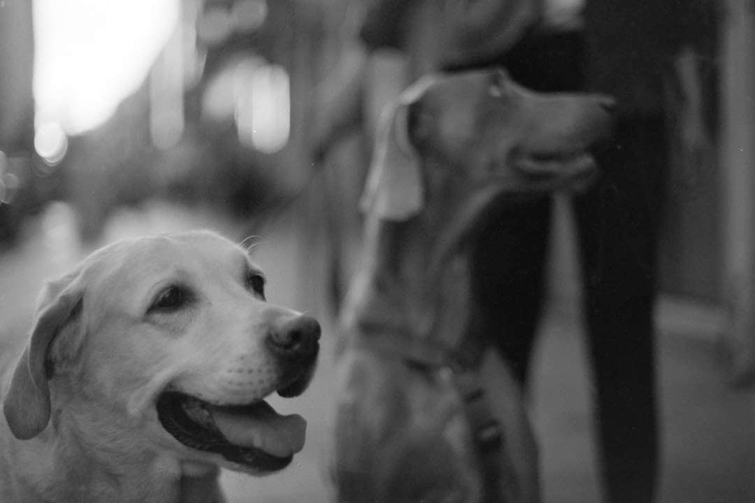 support animal vest — a black and white photo of two dogs