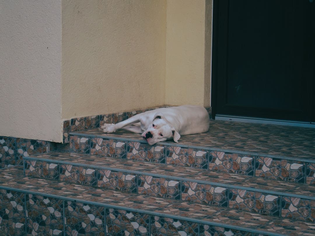 support animal vest — a white dog laying on a step next to a door