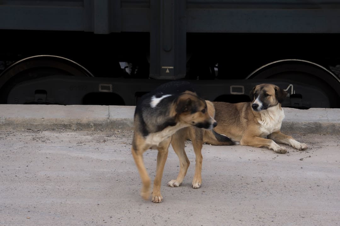 deep pressure therapy — black and tan short coat medium sized dog