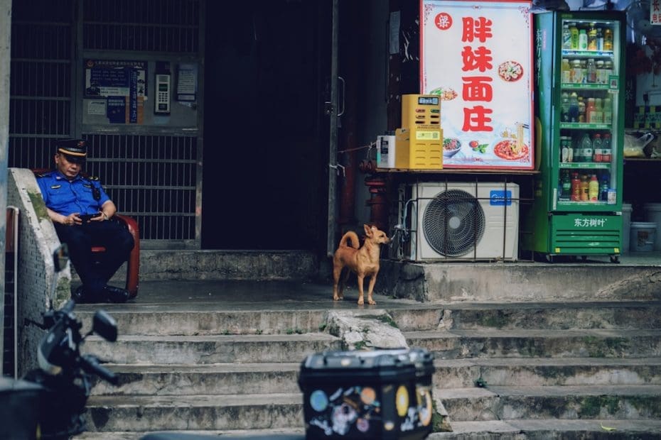 owner trained service dogs — Can You Train Your Own Service Dog? 5 Legal Facts About Owner Training