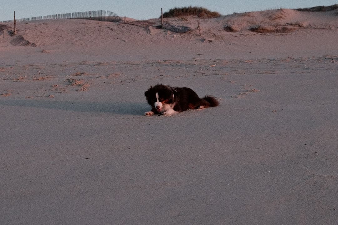 train your own service dog — A black and white dog laying on top of a sandy beach