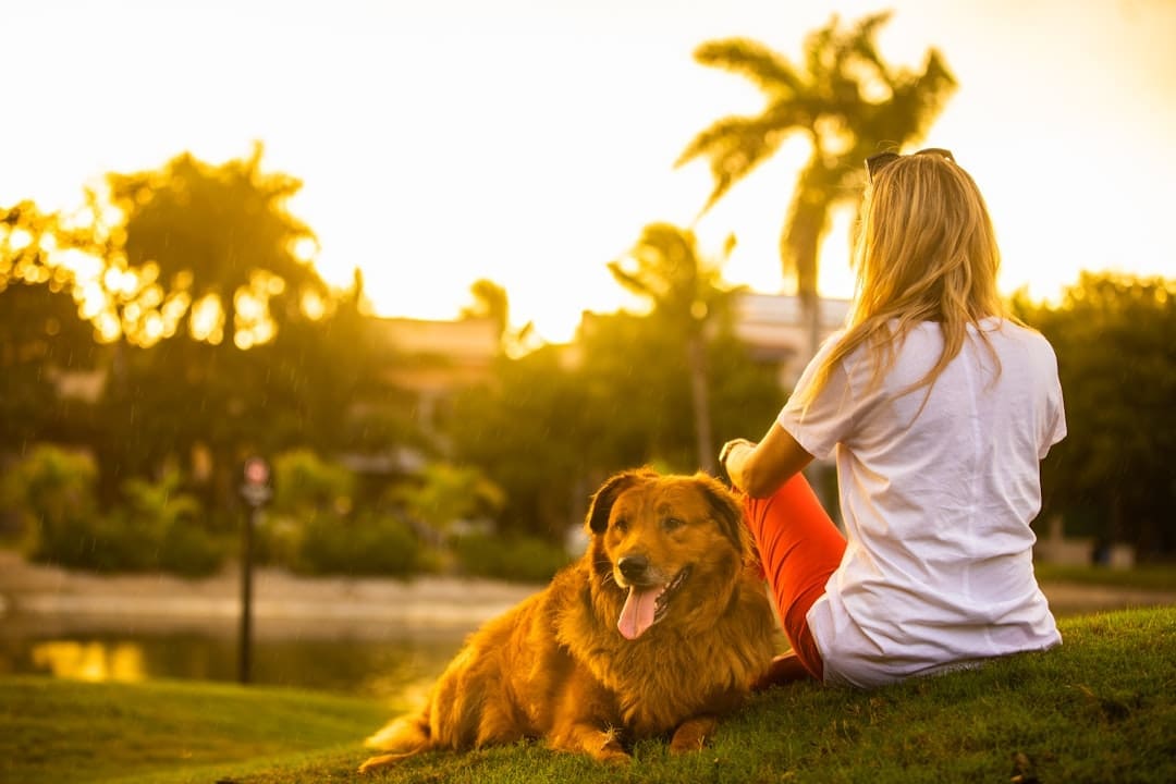 PTSD service dog — woman in white shirt sitting on green grass field beside brown dog during sunset