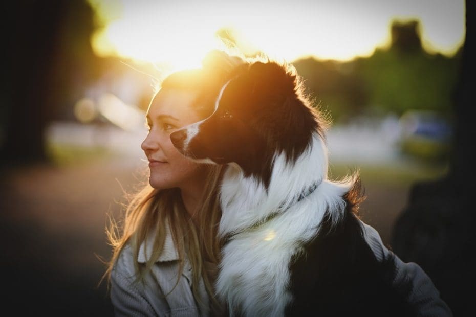 PTSD service dog — PTSD Service Dogs: How Trained Tasks Provide Real Relief