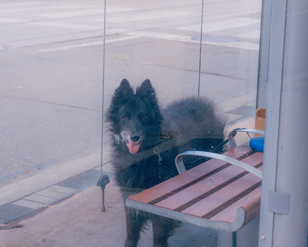 public access test — A black dog waits behind a glass window.