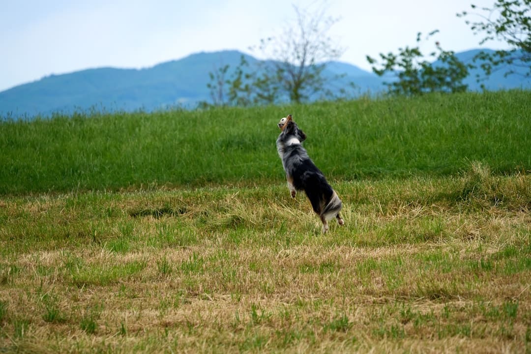 public access test — A black and white dog standing on top of a grass covered field