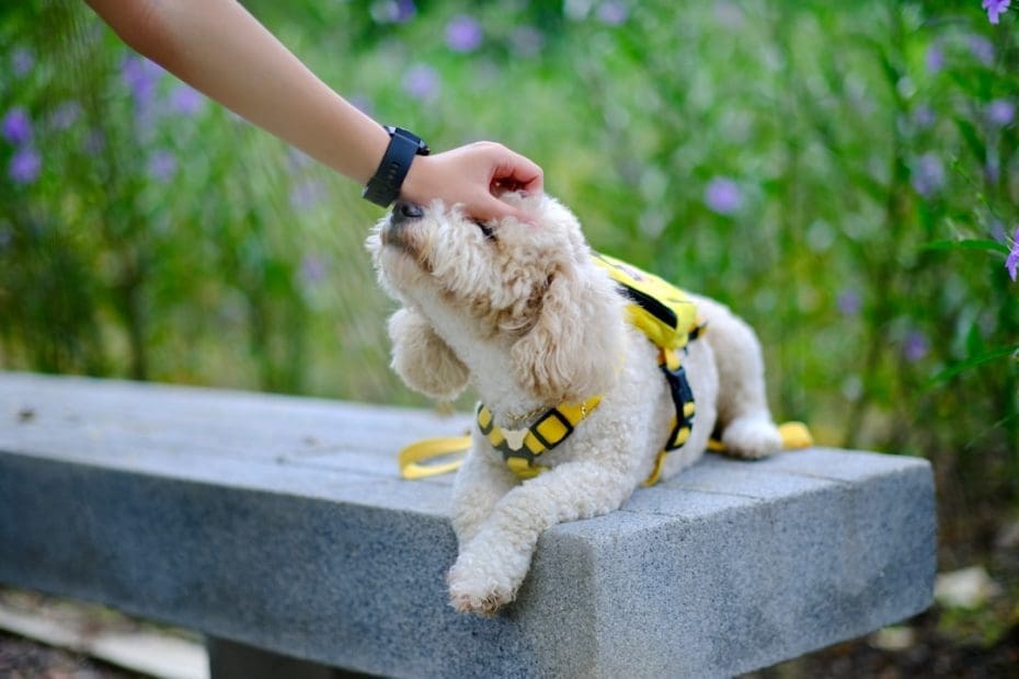psychiatric service dog — 15 Essential Tasks Your Psychiatric Service Dog Can Perform to Support Your Mental Health