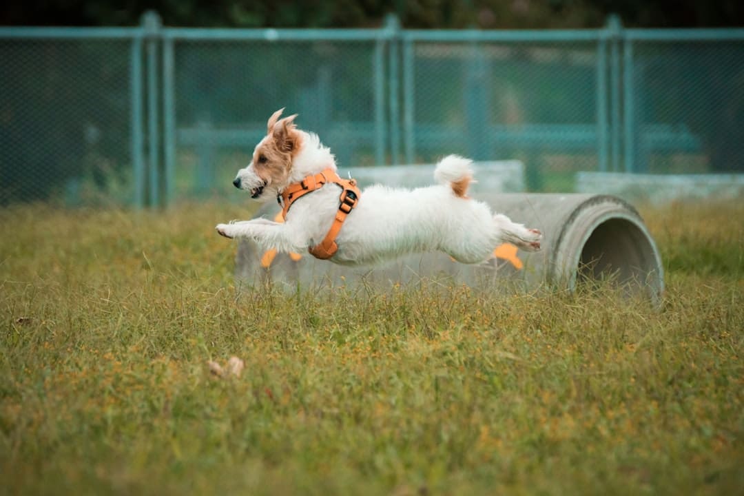 psychiatric service dog — white long coat small dog on green grass field during daytime