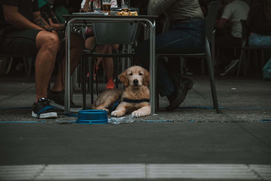 psychiatric service dog — a dog sitting under a table next to a person