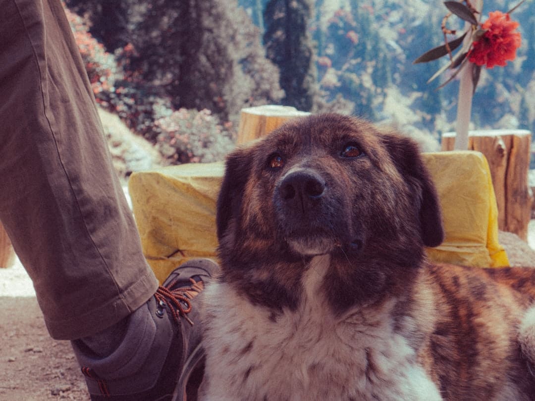 support animal species — A brown dog sits next to someone's leg.
