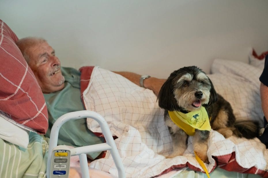 support animals service dogs — 5 Critical Legal Differences Between Support Animals and Service Dogs in 2026