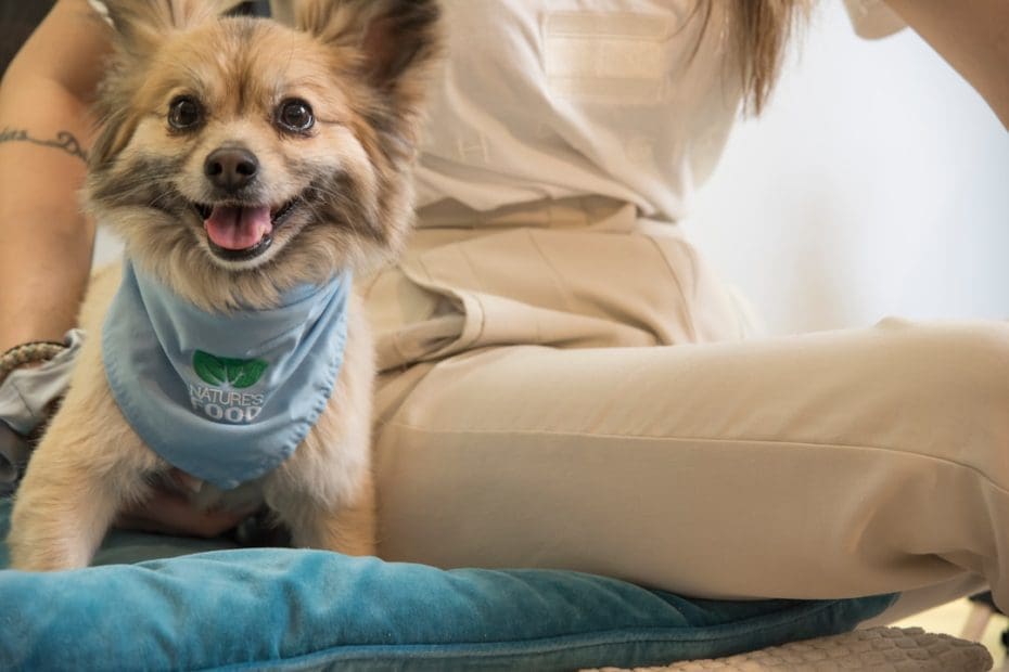 breed restrictions — 5 Dangerous Myths About Support Animal Breed Restrictions That Could Cost You Housing