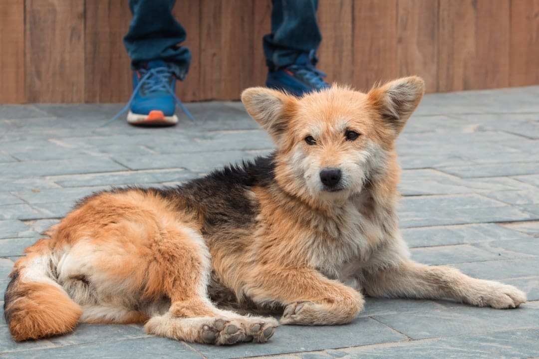 breed restrictions — a brown and black dog laying on top of a sidewalk