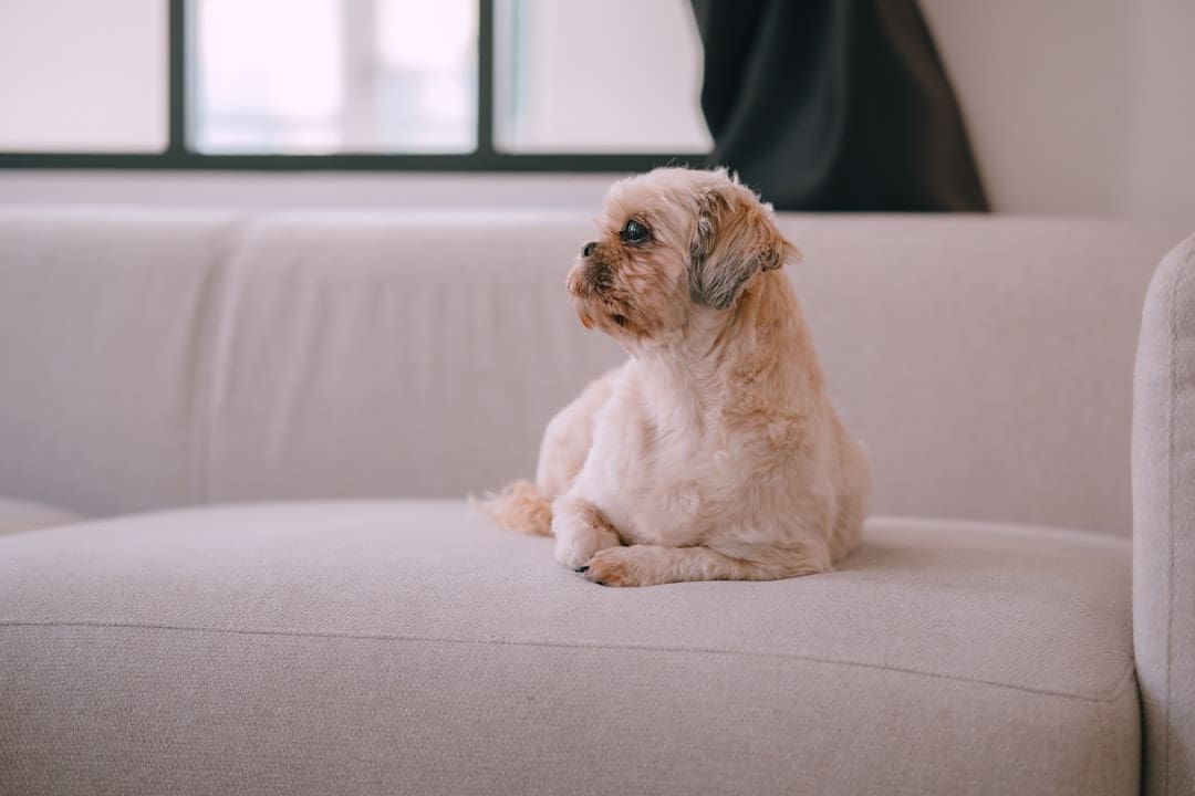 college dorm support animal. A small tan dog rests on a white couch.