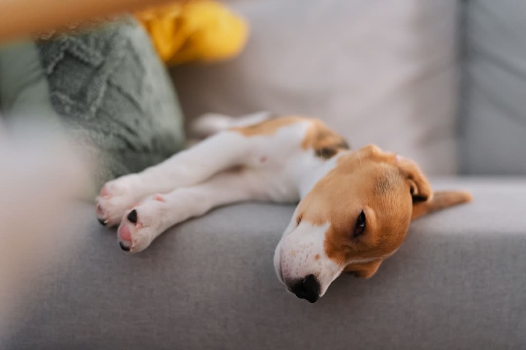 breed restrictions — A beagle puppy sleeps on a gray couch.
