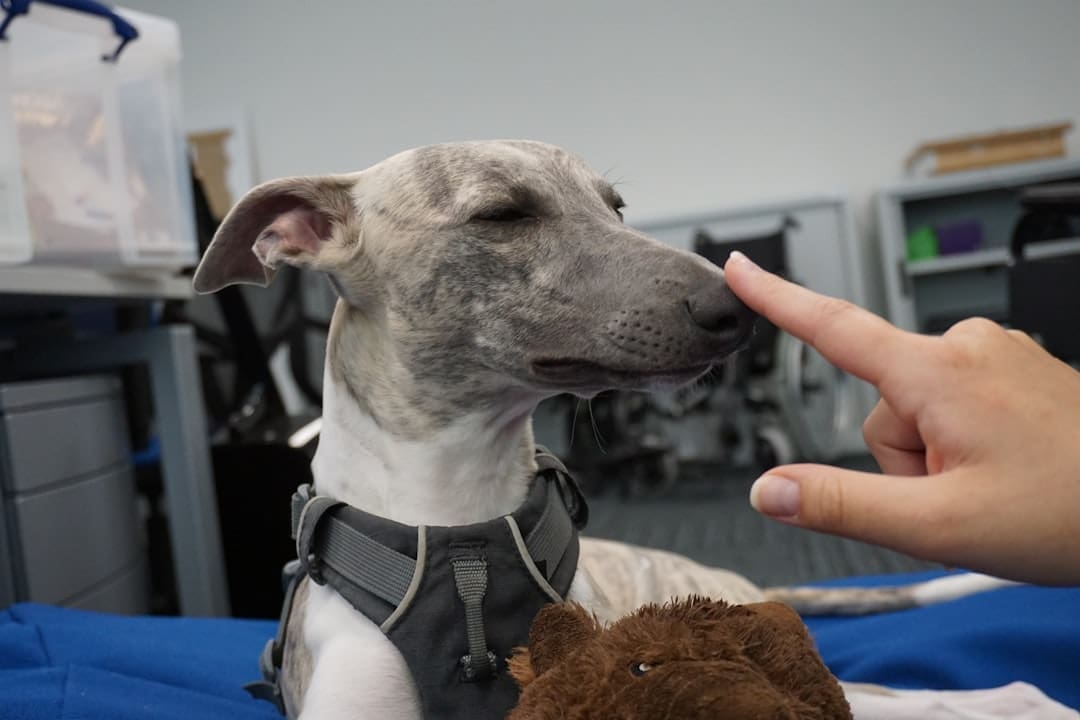 breed restrictions — a dog is being petted by a person