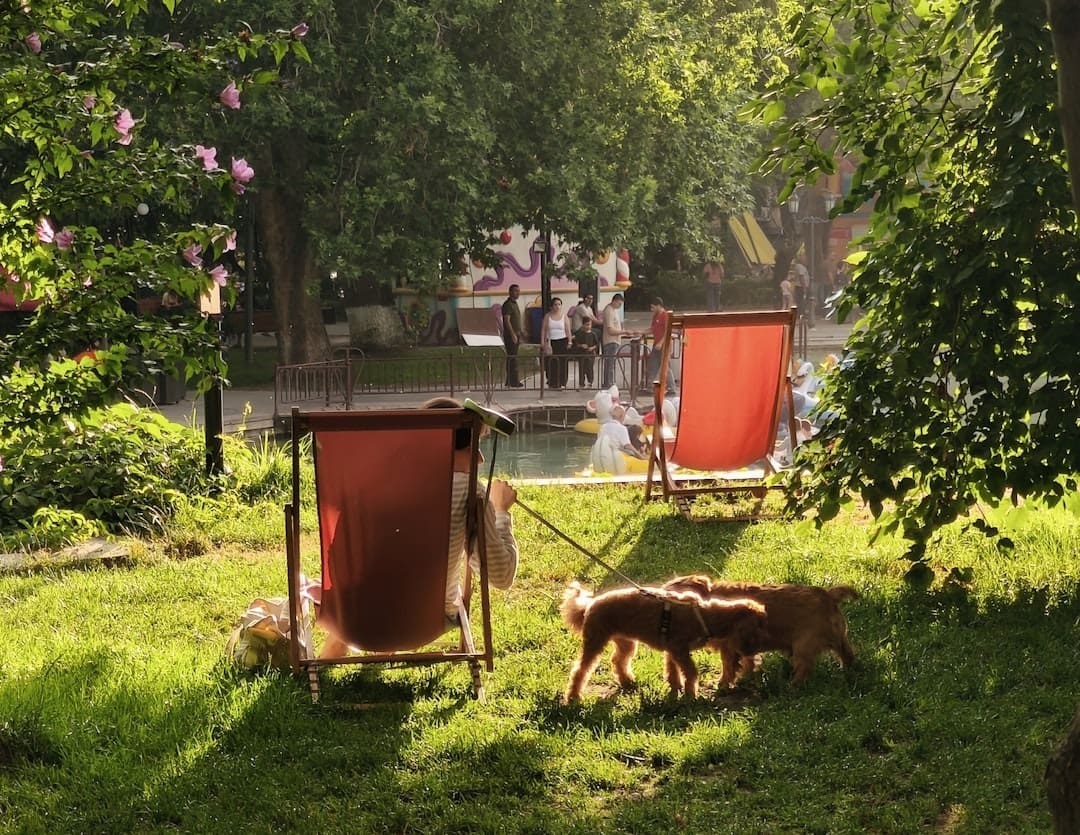 breed restrictions — Puppies play near some outdoor chairs.