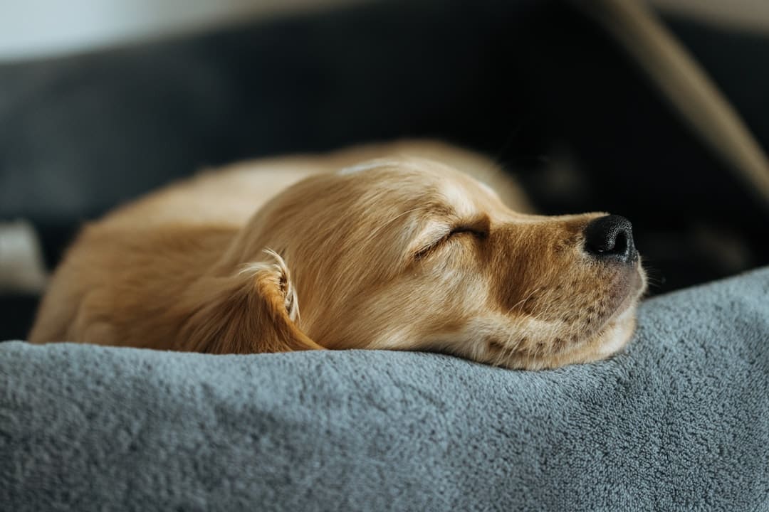 no pet policy — A golden retriever puppy sleeping peacefully in its bed.