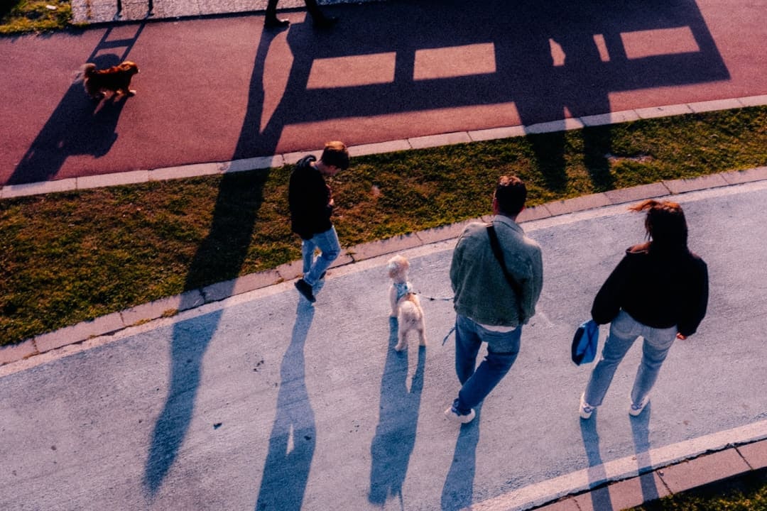 support animal letter — People walking dogs on a sunny day