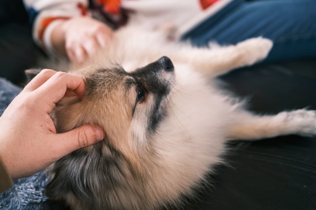 support animal letter — A person petting a fluffy dog on its back.