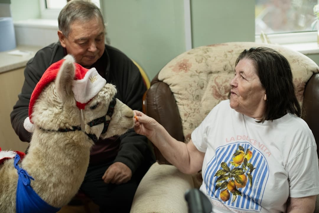 legitimate support animal — Woman feeding a llama wearing a santa hat