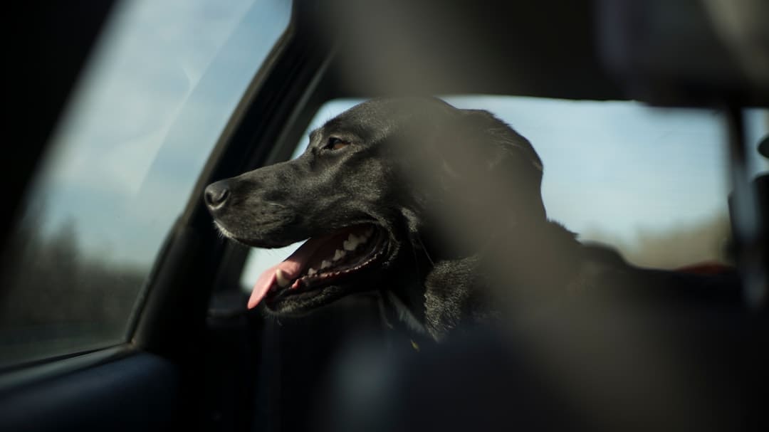 hotel policies — short-coated black dog in car