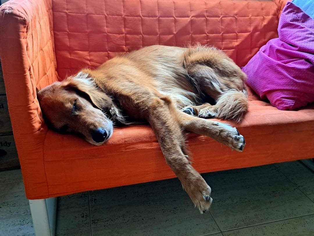 support animal condo — Golden retriever sleeping on an orange couch.