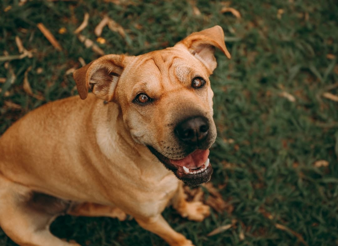 support animal request — A tan dog sits on green grass looking up.