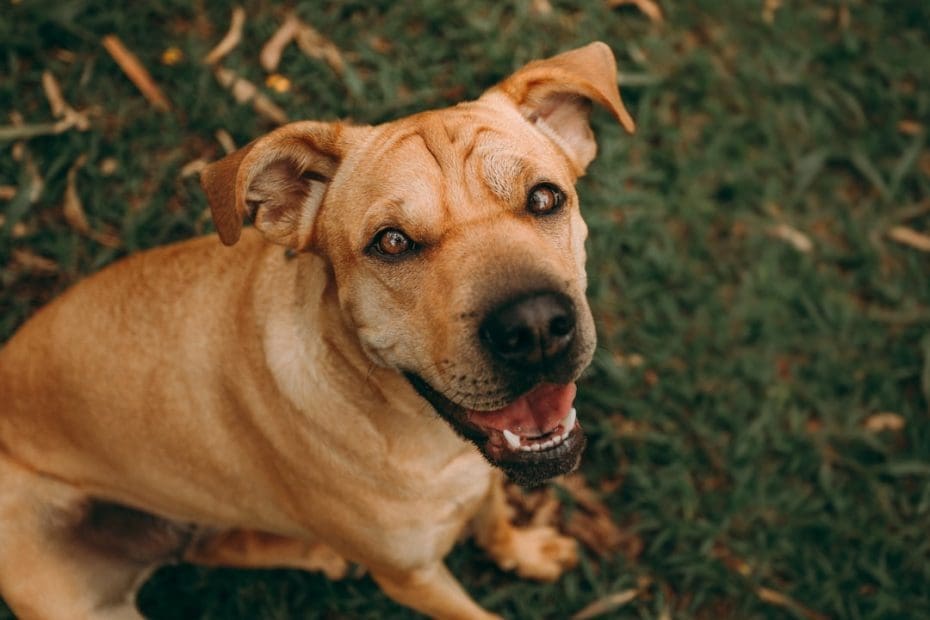 support animal request — 7 Steps to Take When Your Landlord Denies Your Support Animal Request in 2026