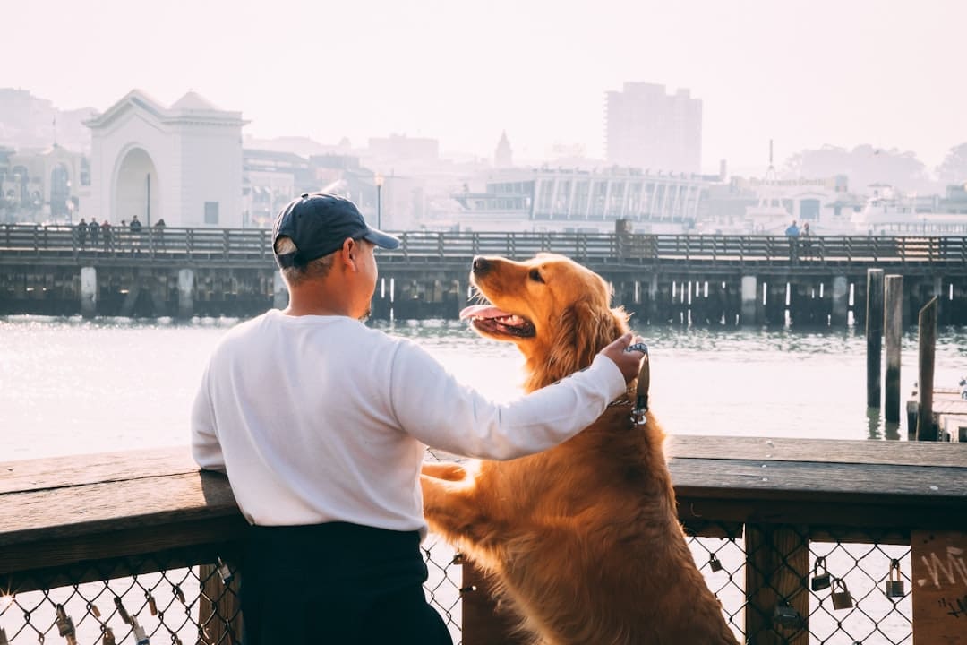 support animals depression — man standing near Golden Labrador retriever viewing bridge and high-rise buildings