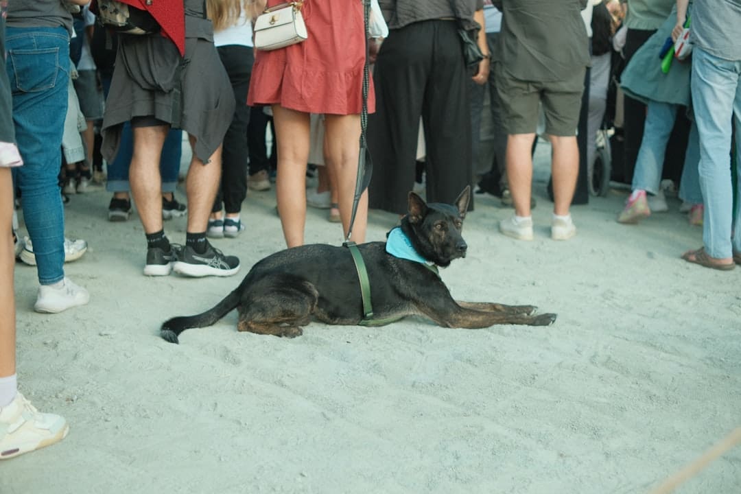 how long does it take to train a service dog — A black dog lies on the ground surrounded by people.