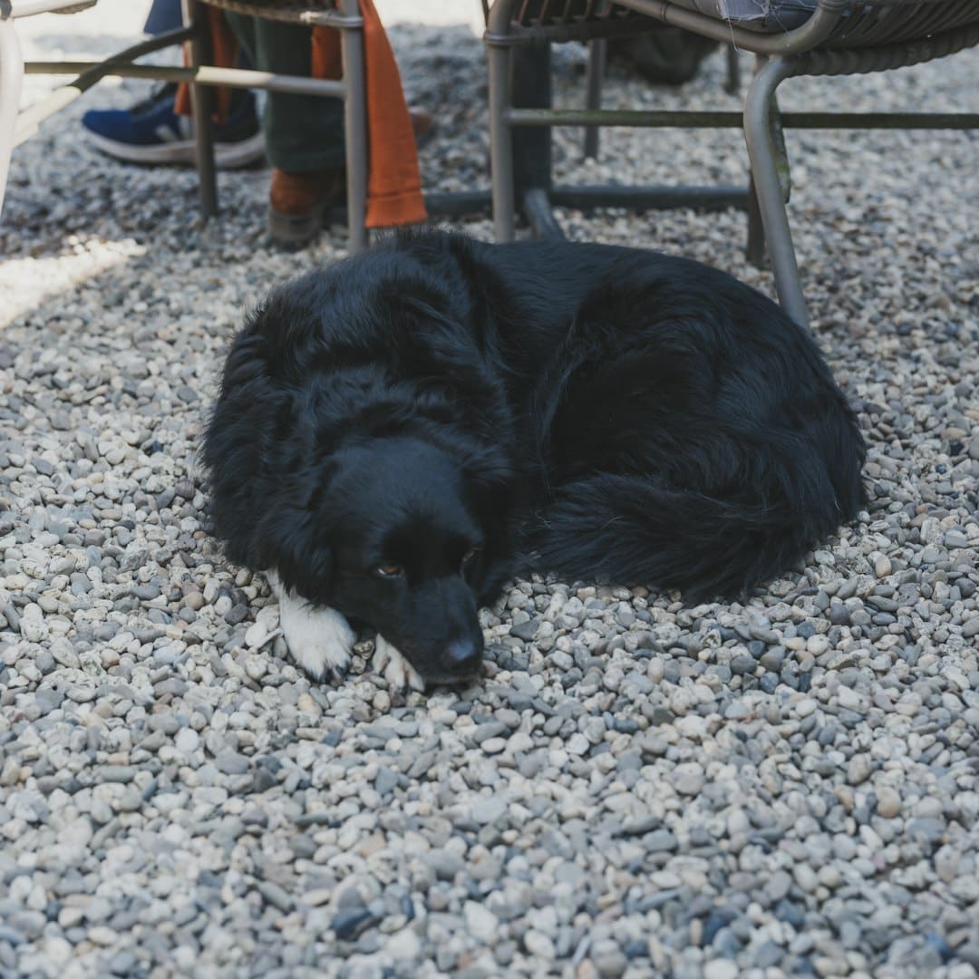 support animal species — A black dog is curled up on gravel.