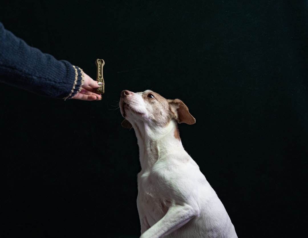 public access test — a person feeding a dog a piece of food