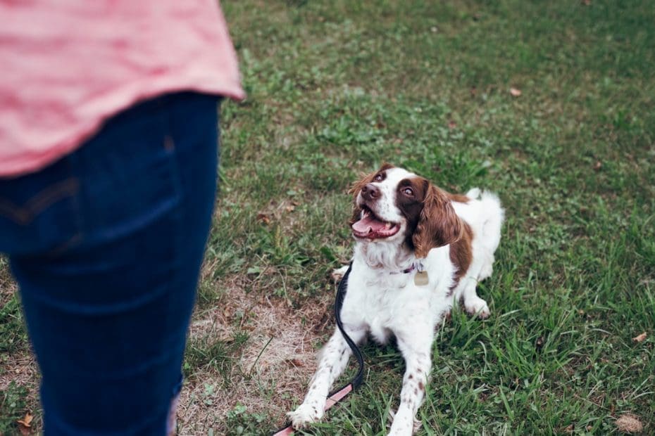 service dog training timeline — Service Dog Training Timeline: How Long Does It Really Take?