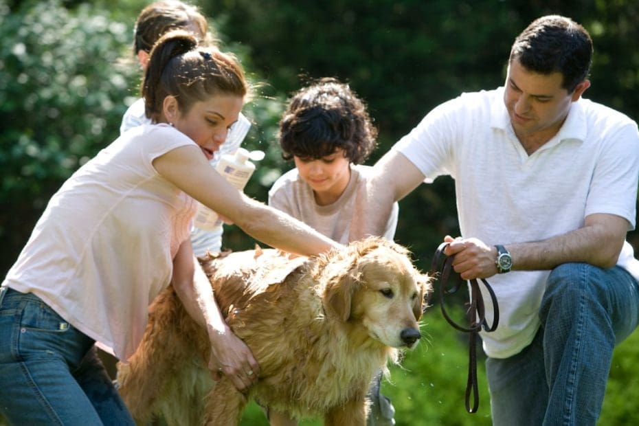 breed restrictions support animals — Breed Restrictions and Support Animals: Can Your Landlord Say No Based on Breed?